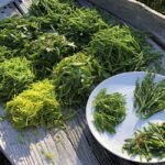 Sea Vegetables